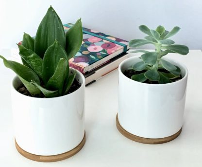 maceta-ceramica-blanca-grande-con-planta-en-interior-02