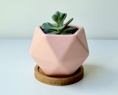 suculenta-maceta-geometrica-ceramica-rosa