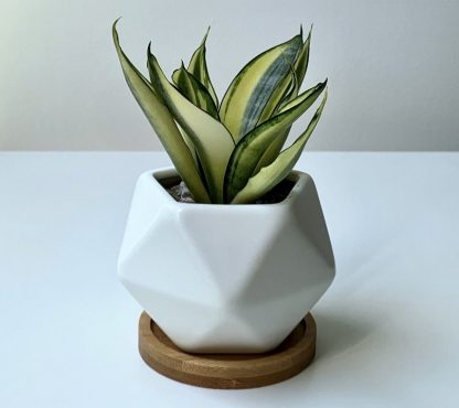 planta-maceta-ceramica-blanca-geometrica