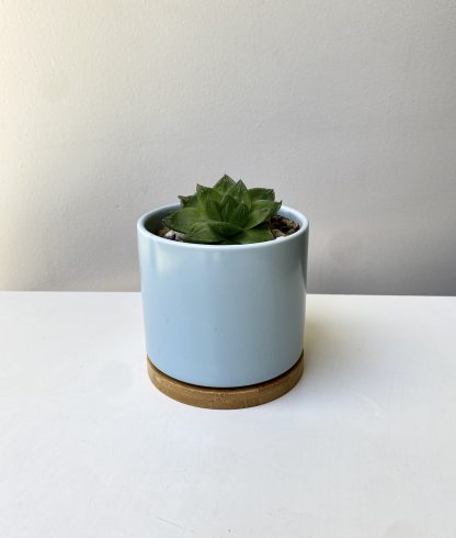 maceta-ceramica-para-cactus